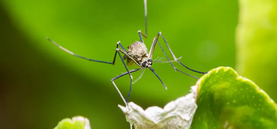 Natural Outdoor Mosquito Repellent in Stockbridge