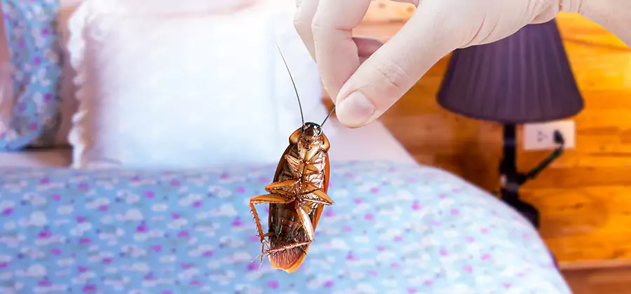 Bed Bug Inspection in Stockbridge
