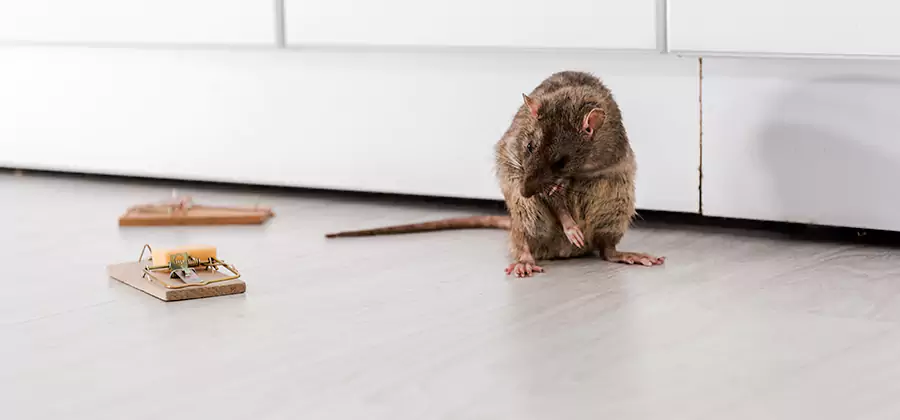Rat Baiting Removal Service in Stockbridge
