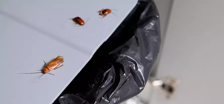 German Roach Pest Control in Stockbridge