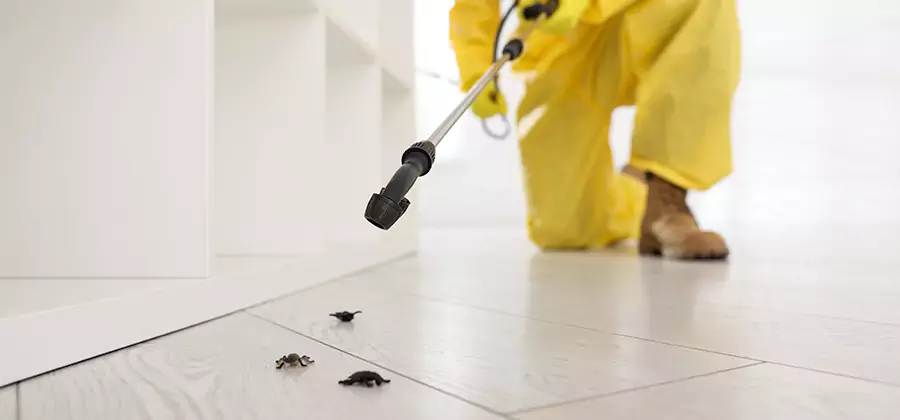Roach and Bed Bug Exterminator in Stockbridge