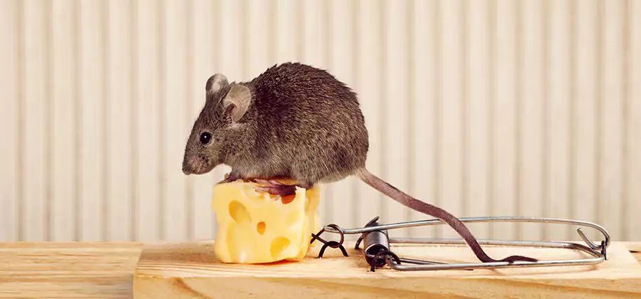 Commercial Rodent Exclusion Services in Stockbridge