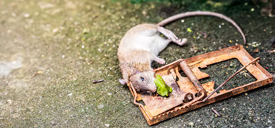 Rat Trapping in Stockbridge