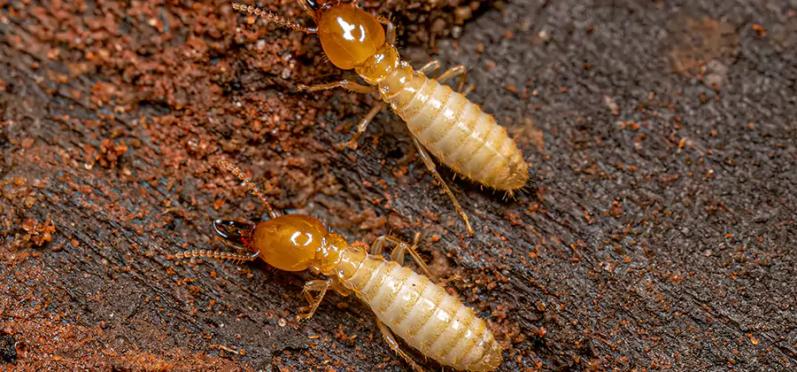 Sentricon Residential Termite Control in Stockbridge