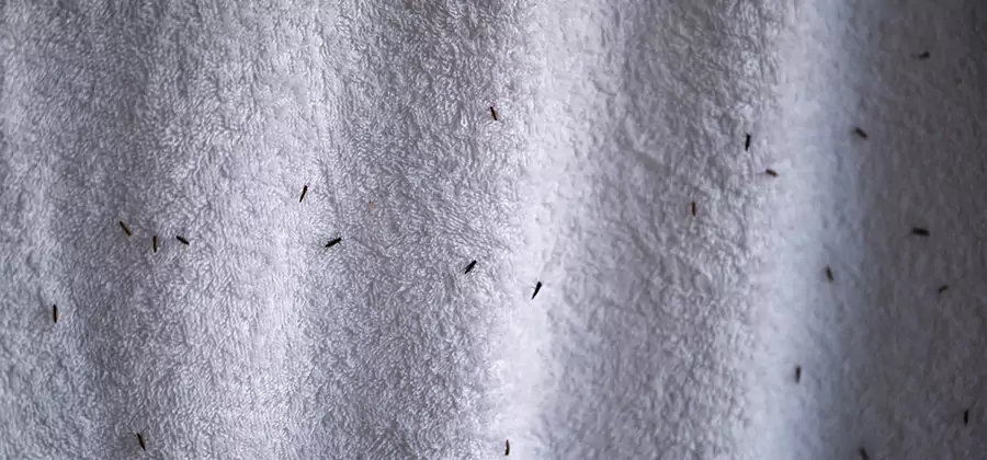 Small Black Ants in Bathroom Treatment in Stockbridge