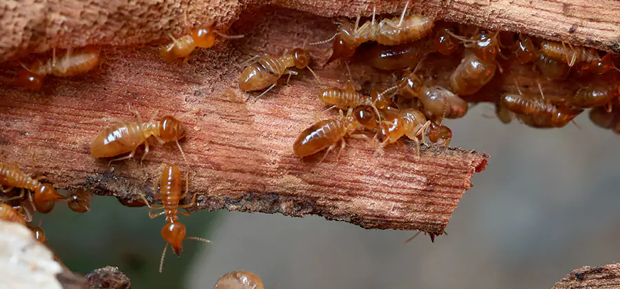Perimeter Soil Termite Treatment in Stockbridge