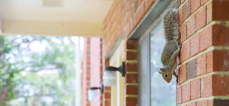 Squirrel Inside Walls Removal in Stockbridge