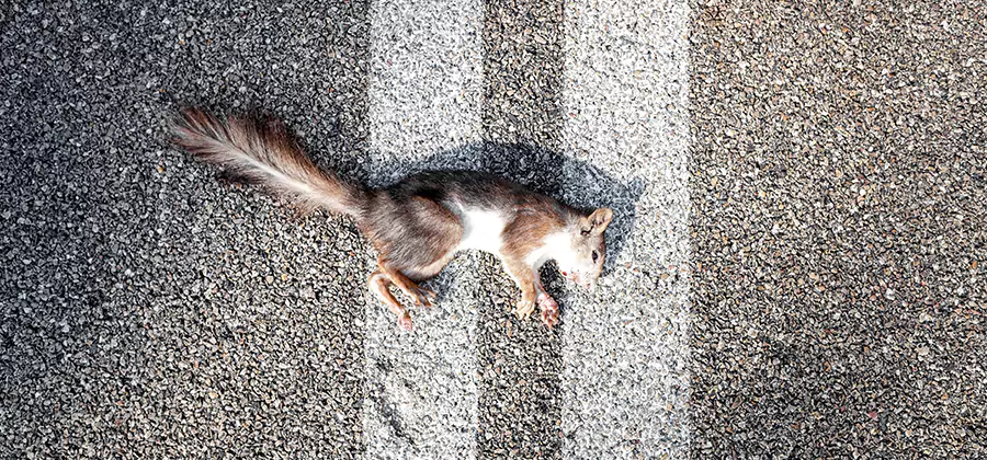 Dead Squirrel Removal in Stockbridge