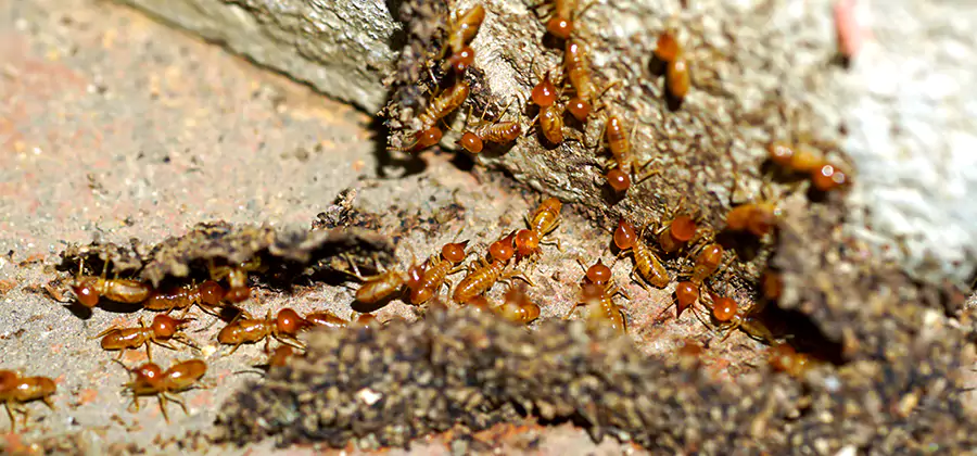 Wood Treatment and Localized Termite Solutions in Stockbridge