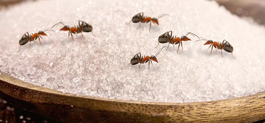 Indoor Sugar Ant Treatment in Stockbridge