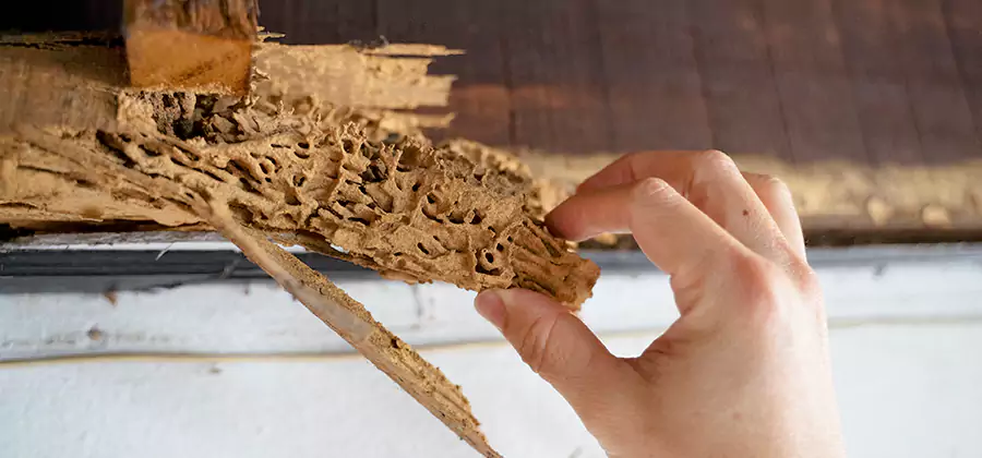 Pre-Purchase Termite Inspection in Stockbridge