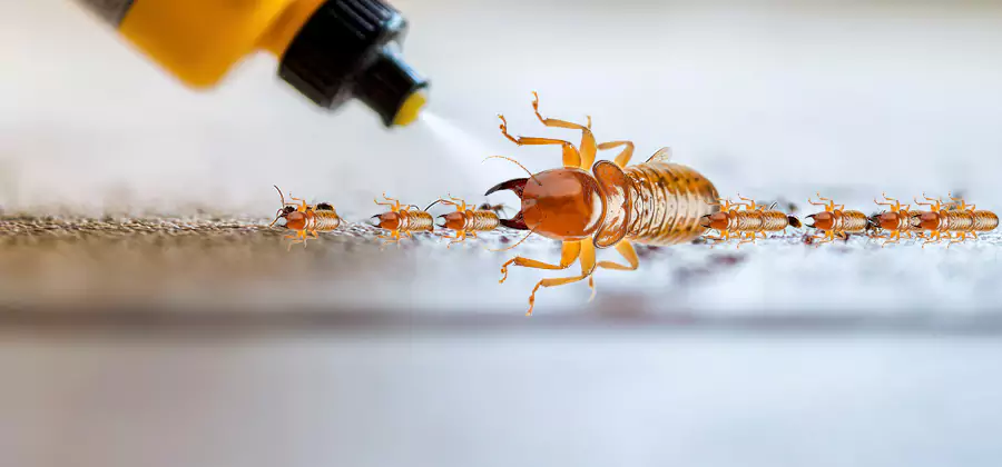 Foundation Termite Spraying Control in Stockbridge