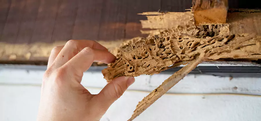 Pre-Construction Termite Treatment in Stockbridge