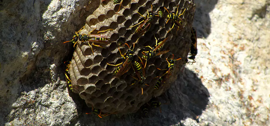 Wasp Nest in Tree Removal Stockbridge