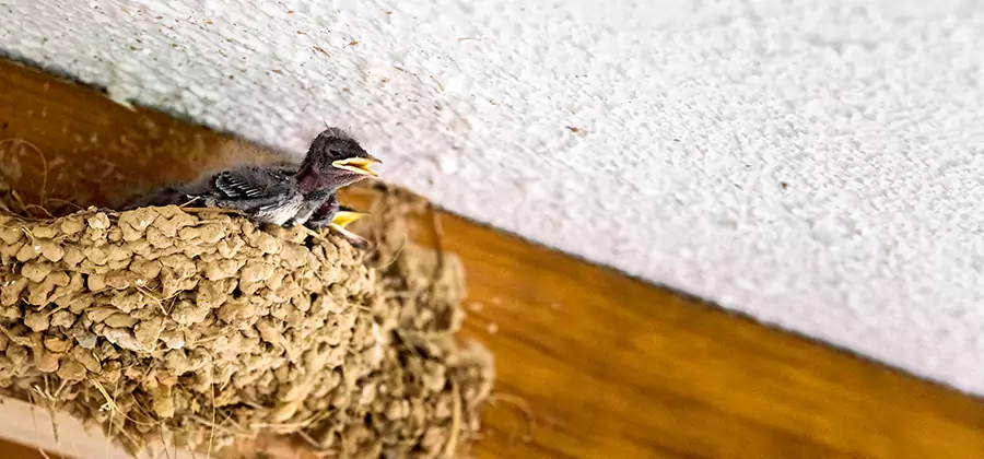 Bird Removal From House in Stockbridge