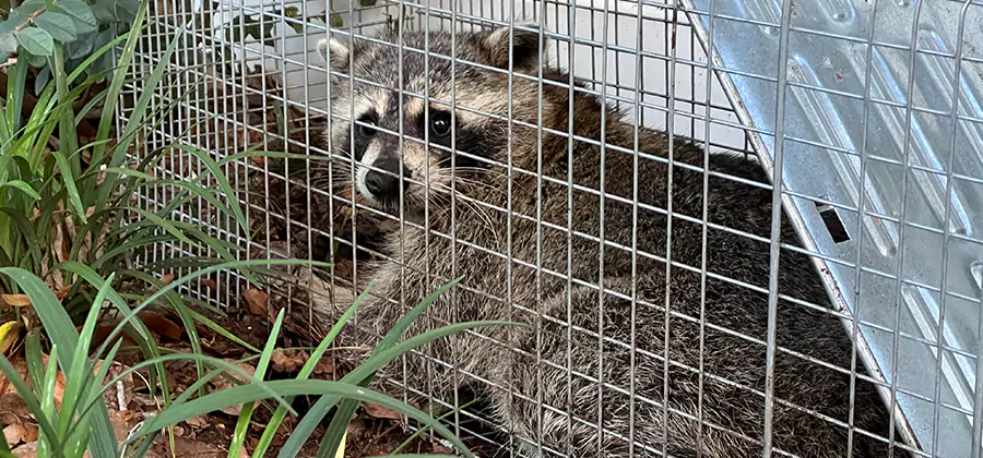 Wildlife Relocation Services in Stockbridge