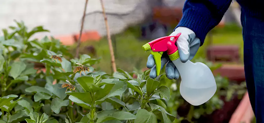 Yellow Jacket Pest Removal for Commercial Properties in Stockbridge