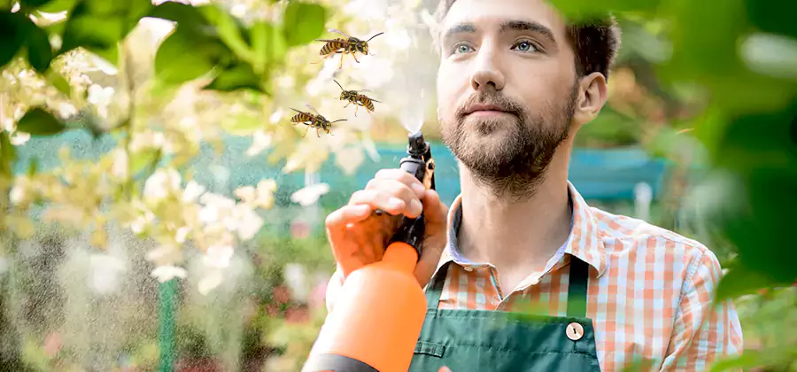 Yellow Jacket Wasp Removal in Stockbridge