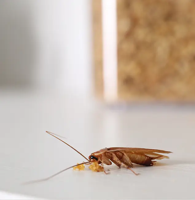 Why Stockbridge Pest Control Pro Stands Out in Stockbridge, GA?