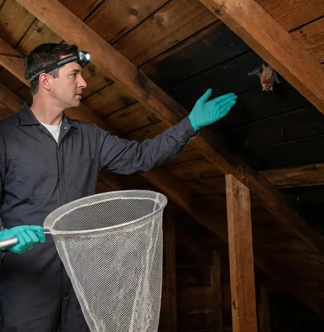 Why Stockbridge Pest Control Pro Is the Right Choice in Stockbridge, GA?