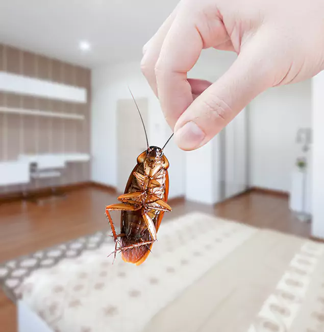 Why Stockbridge Pest Control Pro Stand Out for Bed Bug Fumigation in Stockbridge, GA?