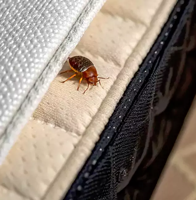 Why Choose Stockbridge Pest Control Pro for Bed Bug Treatment at Home in Stockbridge, GA?