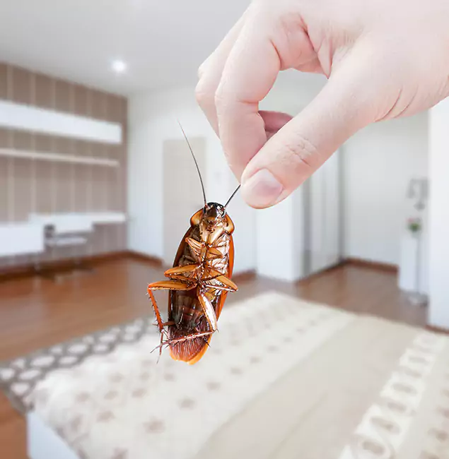 Why Stockbridge Pest Control Pro Stand Out For Bed Bug Inspection in Stockbridge, GA?