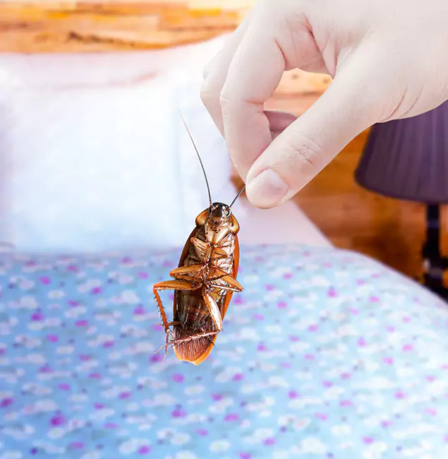 Why Choose Stockbridge Pest Control Pro for Bed Bug Treatment in Stockbridge, GA?