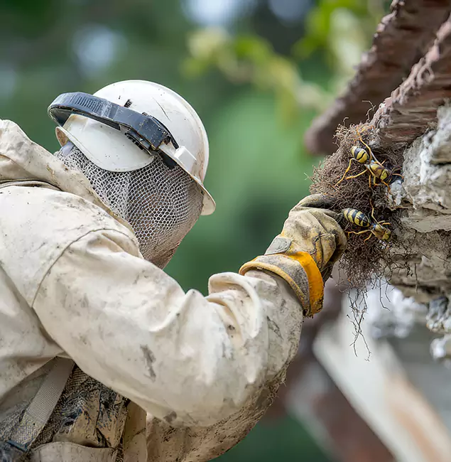 Why Stockbridge Property Owners Choose Stockbridge Pest Control Pro for Bee Exterminator?
