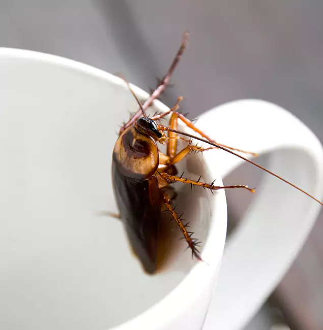 Why Stockbridge, GA Residents Trust Stockbridge Pest Control Pro for Cockroach Fumigation?
