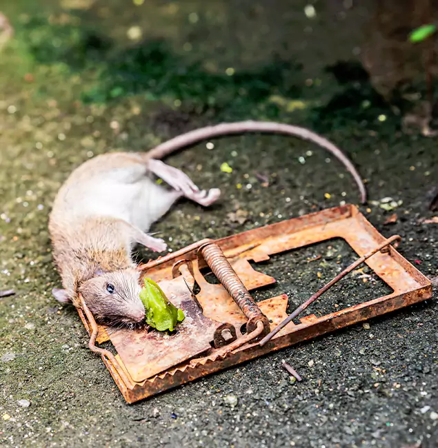 Why Stockbridge, GA Homeowners Trust Stockbridge Pest Control Pro for Rodent Removal?