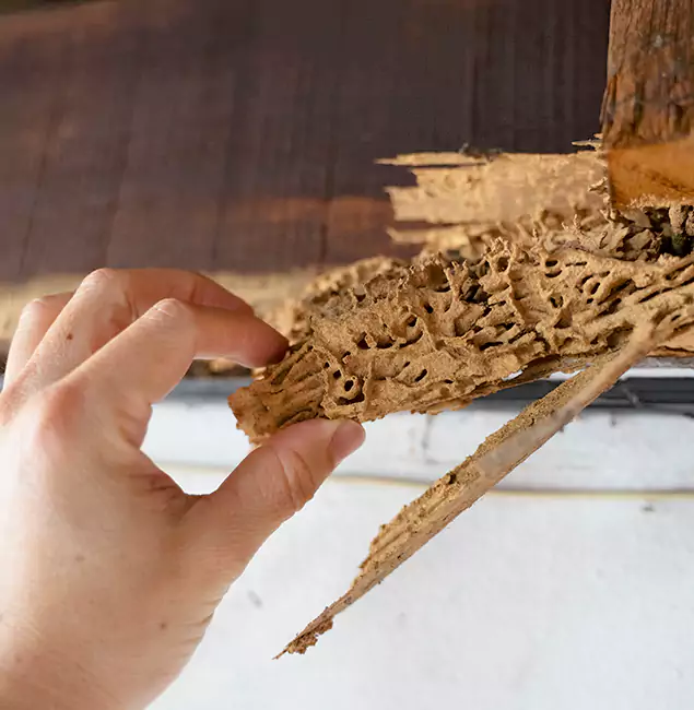 Why Choose Stockbridge Pest Control Pro in Stockbridge, GA?