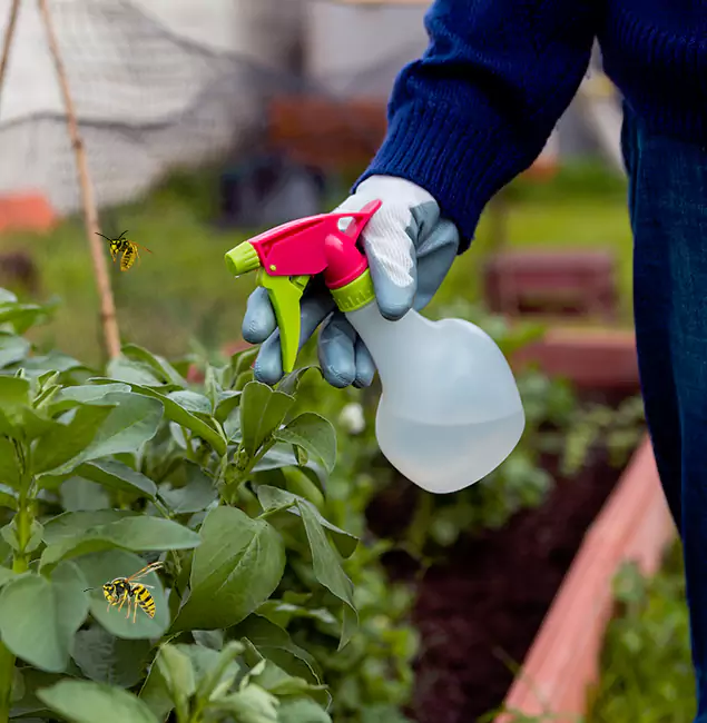 Why Stockbridge Homeowners Choose Stockbridge Pest Control Pro for Honey Bee Removal?