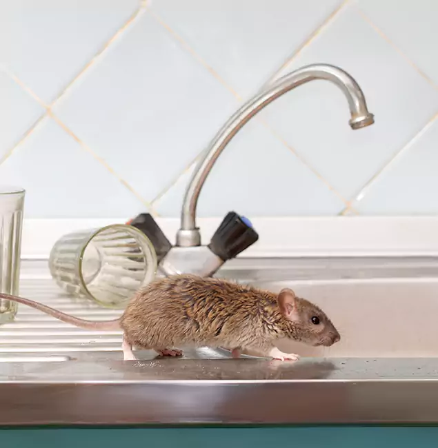 Why Stockbridge, GA Trusts Stockbridge Pest Control Pro for Humane Rodent Control?
