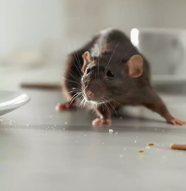 Why Stockbridge Homeowners Choose Stockbridge Pest Control Pro for Mice Control?