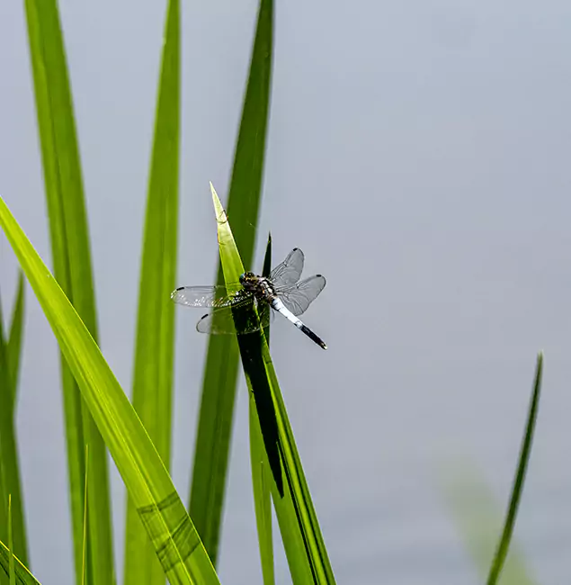 Why Stockbridge Families Trust Stockbridge Pest Control Pro for Mosquito Prevention?