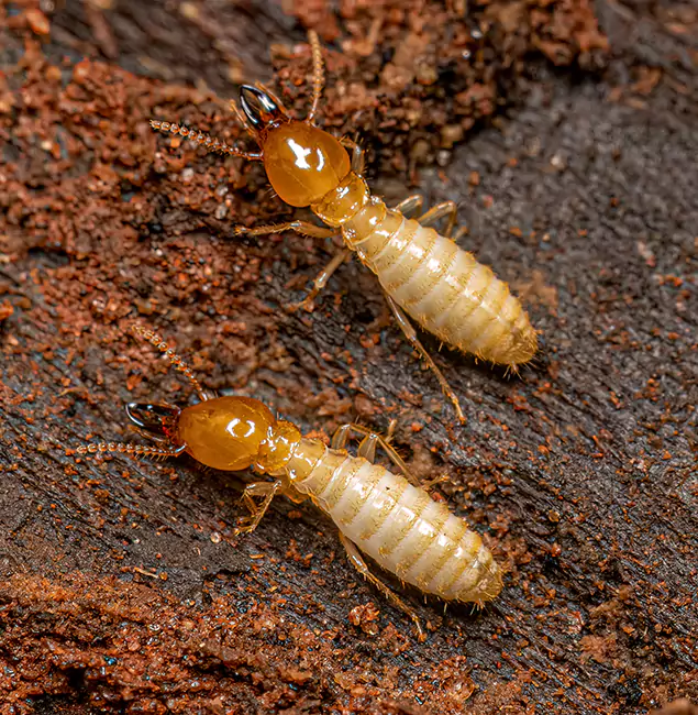 Why Choose Stockbridge Pest Control Pro for Termite Treatment Without Tenting in Stockbridge, GA?