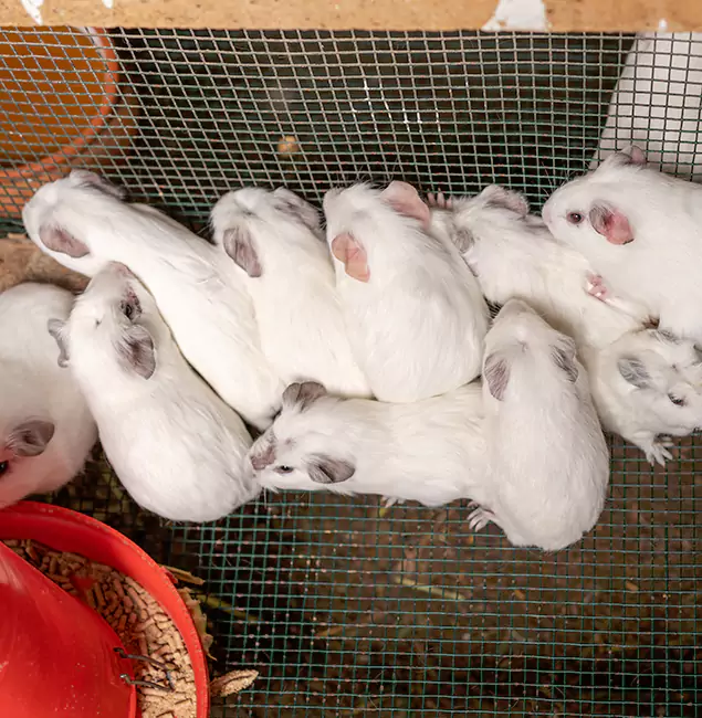 Why Choose Stockbridge Pest Control Pro for Rat Infestation in Stockbridge, GA?