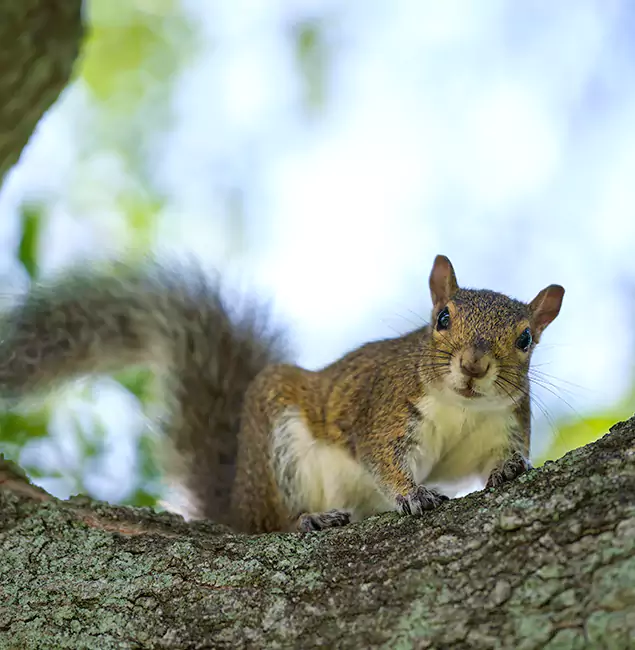 Why Stockbridge, GA Relies on Stockbridge Pest Control Pro for Squirrel Pest Control?