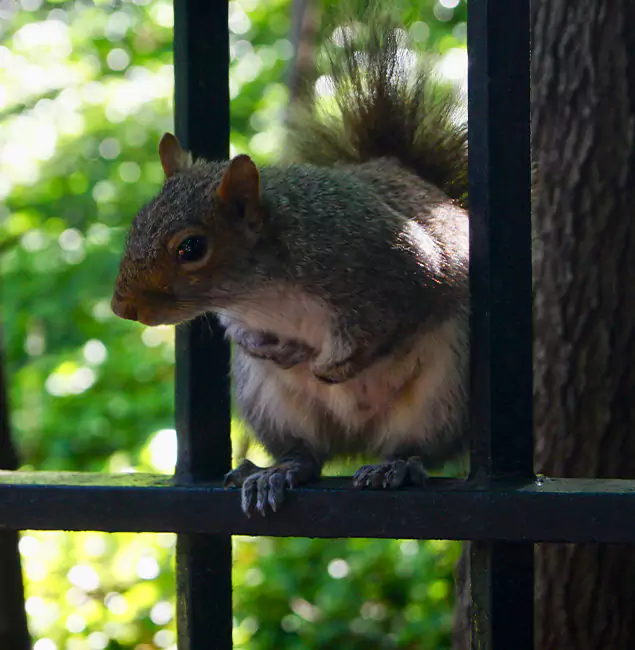 Why Stockbridge, GA Chooses Stockbridge Pest Control Pro for Squirrel Removal?