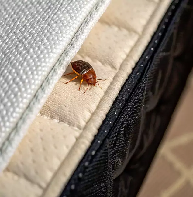 Why Stockbridge Homeowners Trust Stockbridge Pest Control Pro for Tick Treatment?