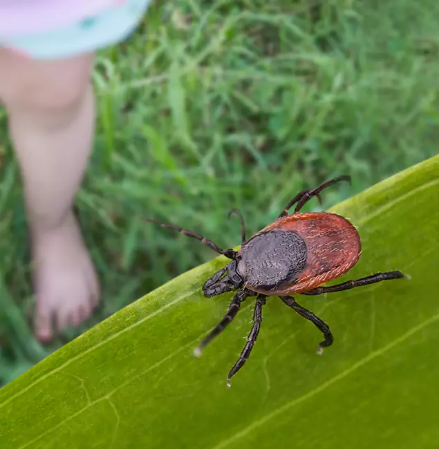 Why Stockbridge Homeowners Choose Stockbridge Pest Control Pro for Tick Extermination?