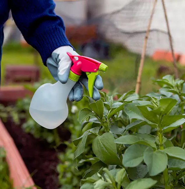 Why Stockbridge Relies on Stockbridge Pest Control Pro for Wasp Control Services?