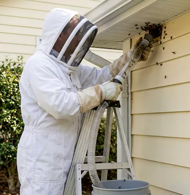 Why Stockbridge Trusts Stockbridge Pest Control Pro for Wasp Control?
