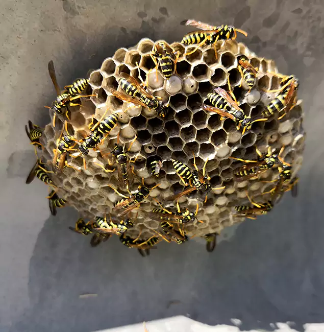 Why Stockbridge Chooses Stockbridge Pest Control Pro for Wasp Control Services?