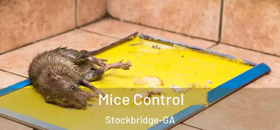 Mice Control Stockbridge-GA