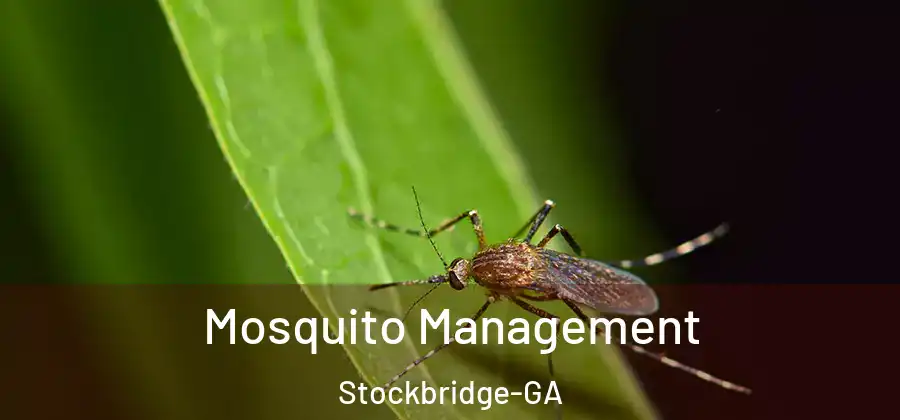 Mosquito Management Stockbridge-GA