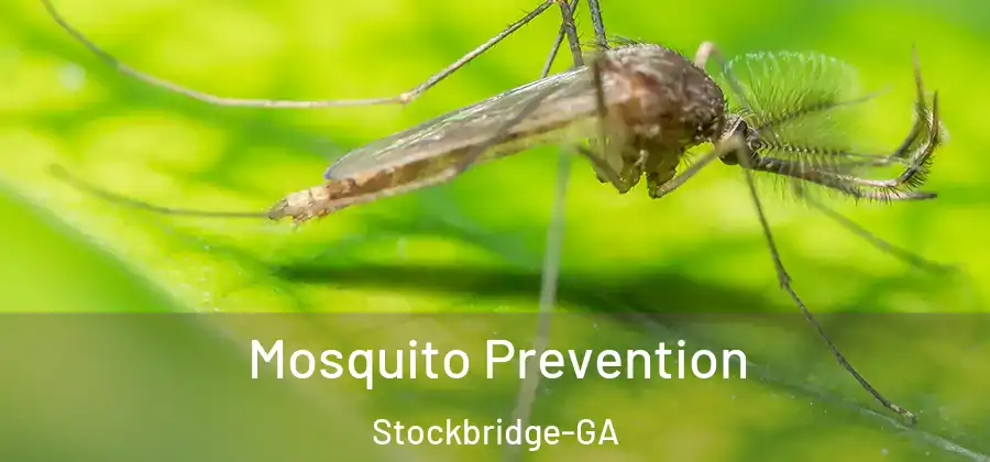 Mosquito Prevention Stockbridge-GA