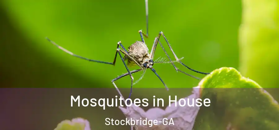 Mosquitoes in House Stockbridge-GA