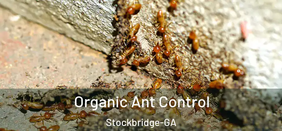  Organic Ant Control Stockbridge-GA